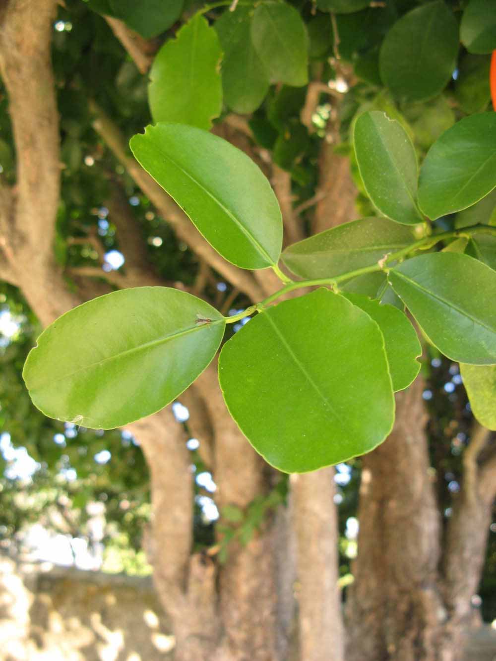            Shade leaves (Winter Haven, FL)   